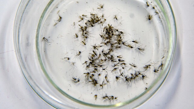 İklim krizi etkisi: Sivrisinekler kış uykusuna yatmadı!