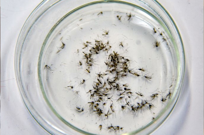 İklim krizi etkisi: Sivrisinekler kış uykusuna yatmadı!