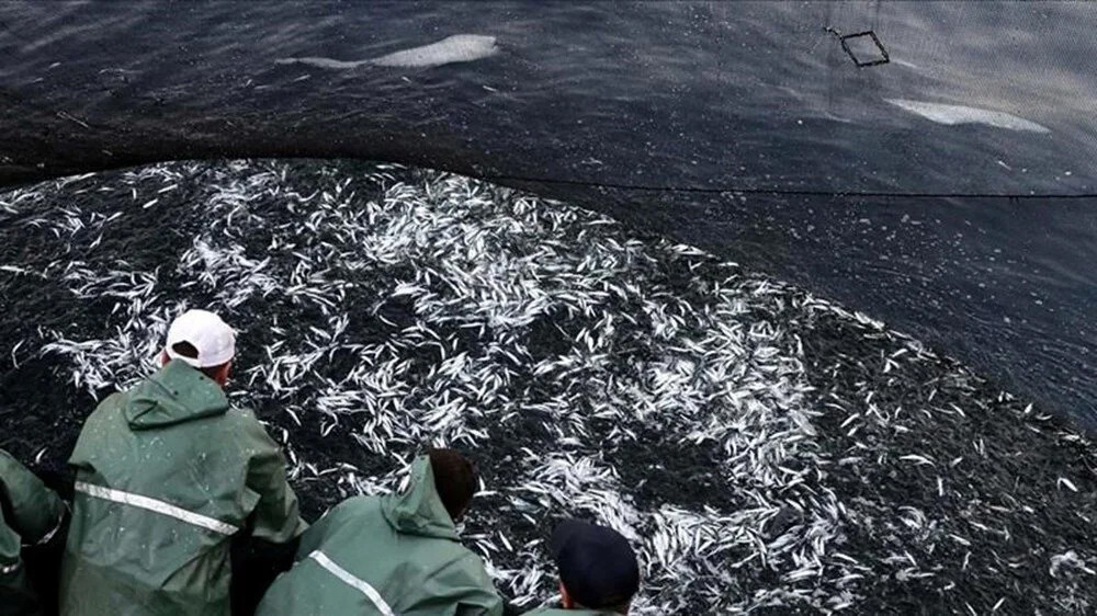 Zehirli balon balığı Marmara'ya yöneliyor: Denizdeki tehlike!